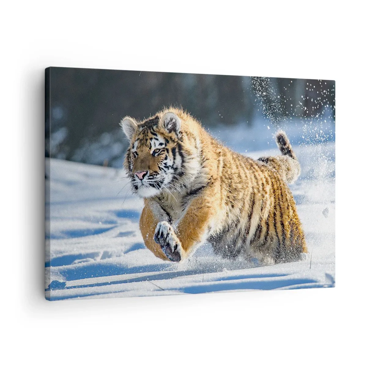 Quadro em tela - Um tigre siberiano correndo em uma paisagem nevada - 70x50cm - O deus da taiga siberiana - Decoração de parede moderna para a sala de estar e quarto ARTTOR
