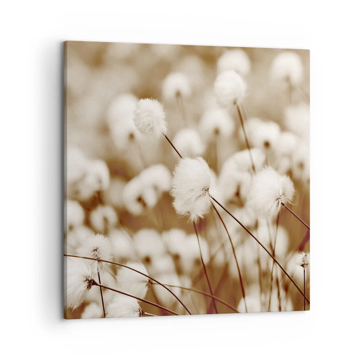 Quadro em tela - Campos felpudos - 50x50 cm