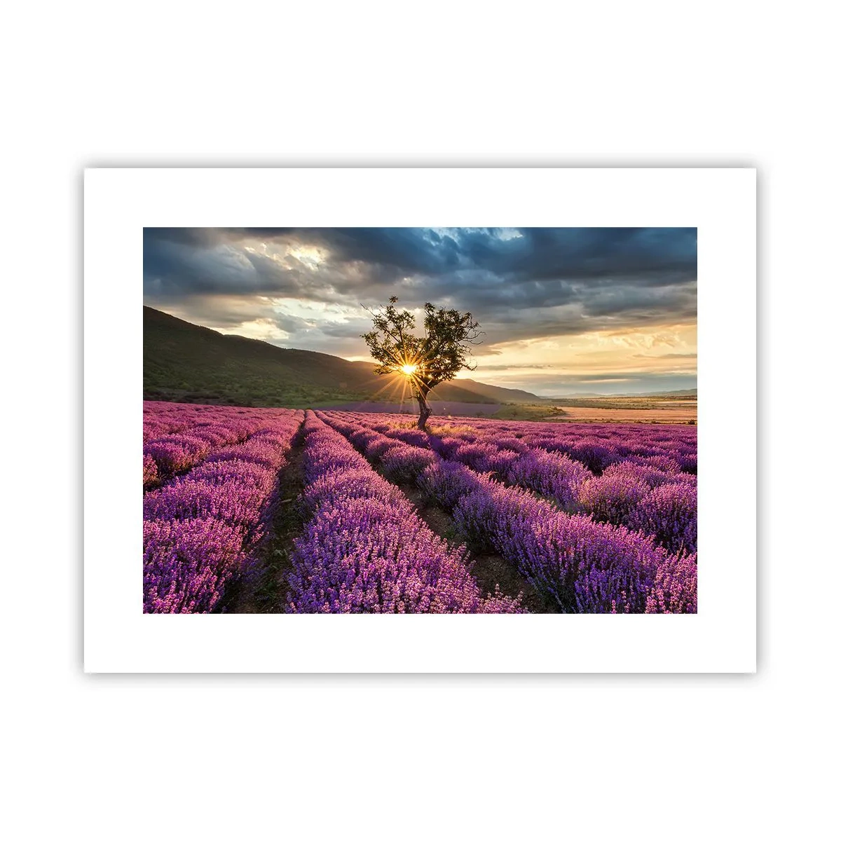 Pôster - Aroma lilás - 40x30 cm