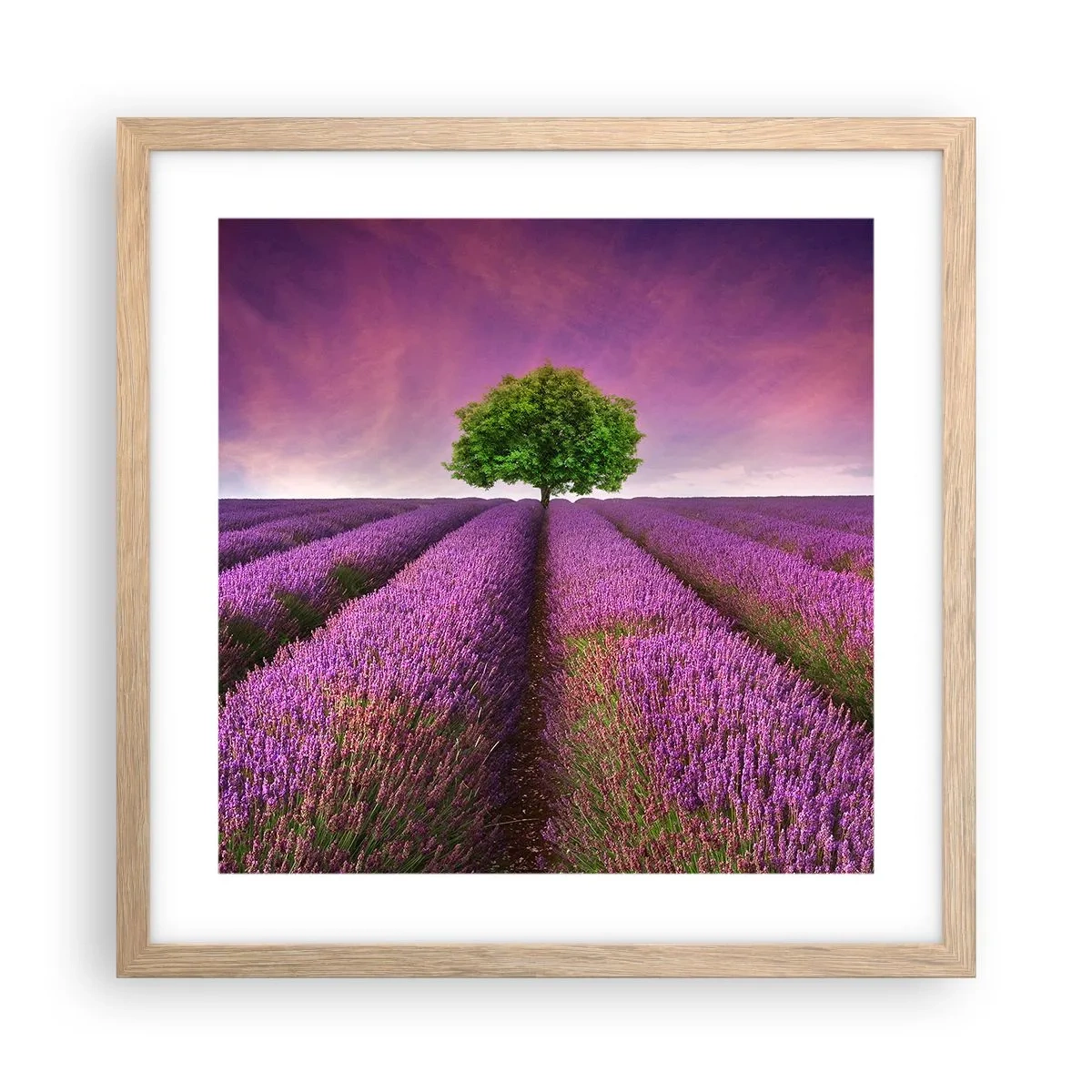 Pôster com moldura de carvalho claro - Nos campos de lavanda - 40x40 cm