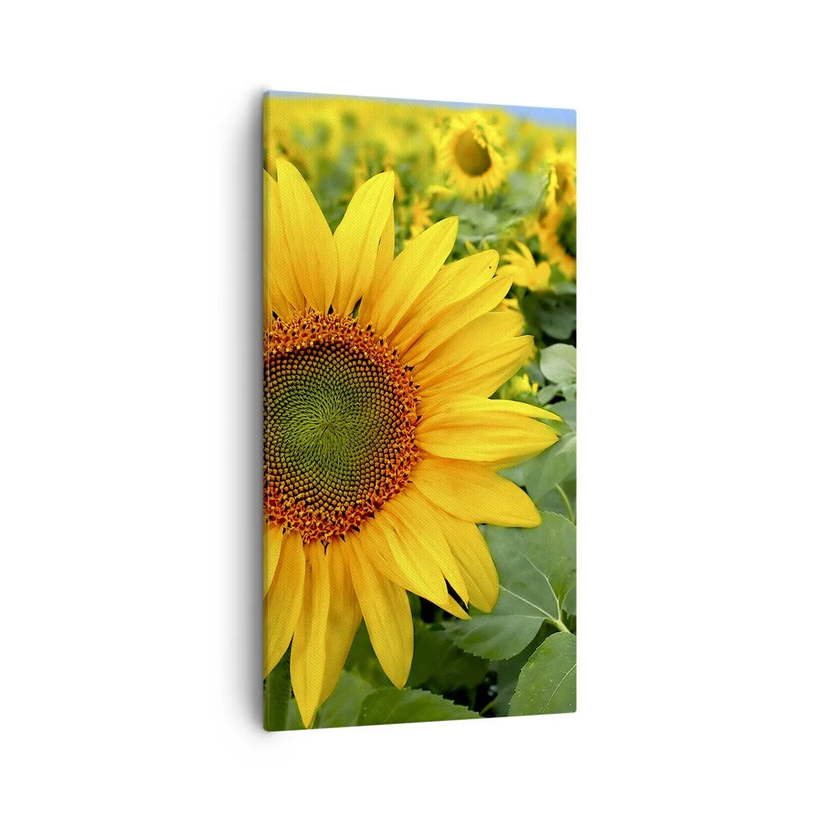 Quadro em tela - Centenas de sóis brilharam - 55x100 cm