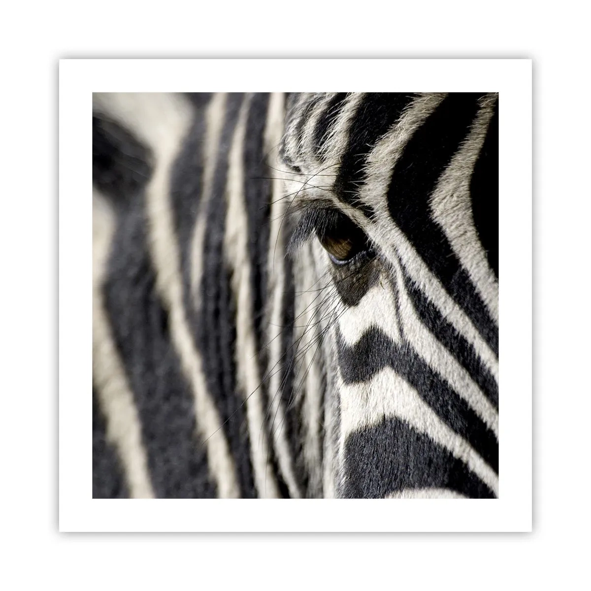 Pôster - Retrato em listras - 50x50 cm