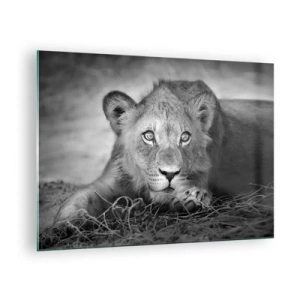 Quadro em vidro - Um filhote de leão em preto e branco olhando para a câmera - 70x50cm - Cachorro real - Decoração de parede moderna para a sala de estar e quarto ARTTOR