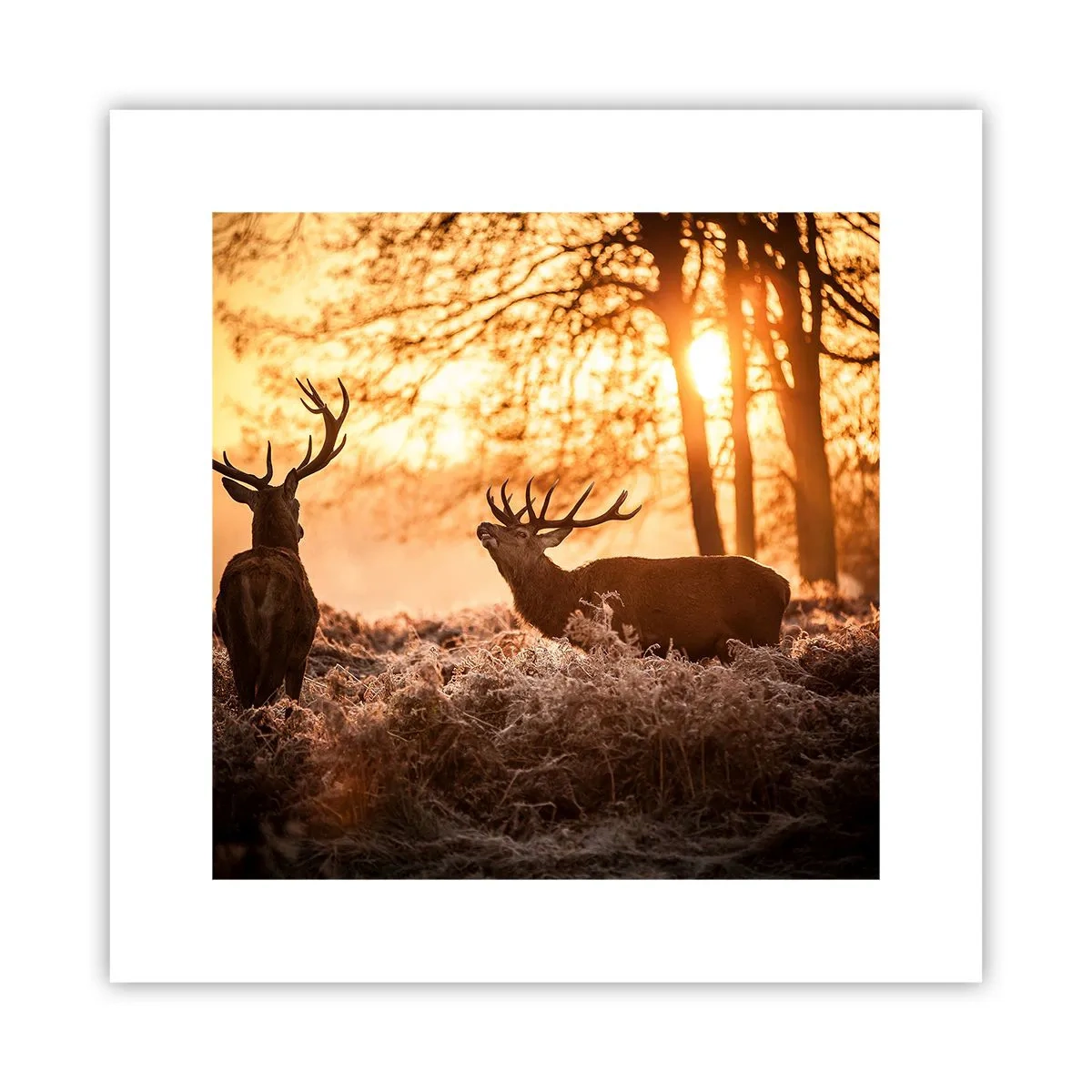 Pôster - O sonho do caçador - 30x30 cm