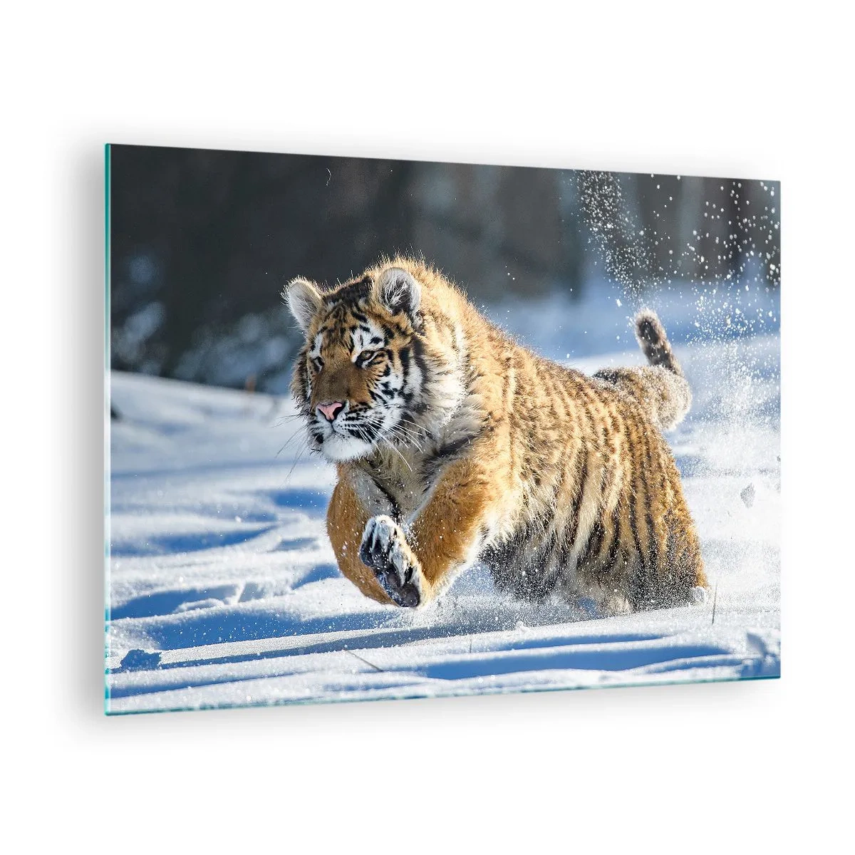 Quadro em vidro - Um tigre siberiano corre pela neve em uma paisagem de inverno. - 70x50cm - O deus da taiga siberiana - Decoração de parede moderna para a sala de estar e quarto ARTTOR