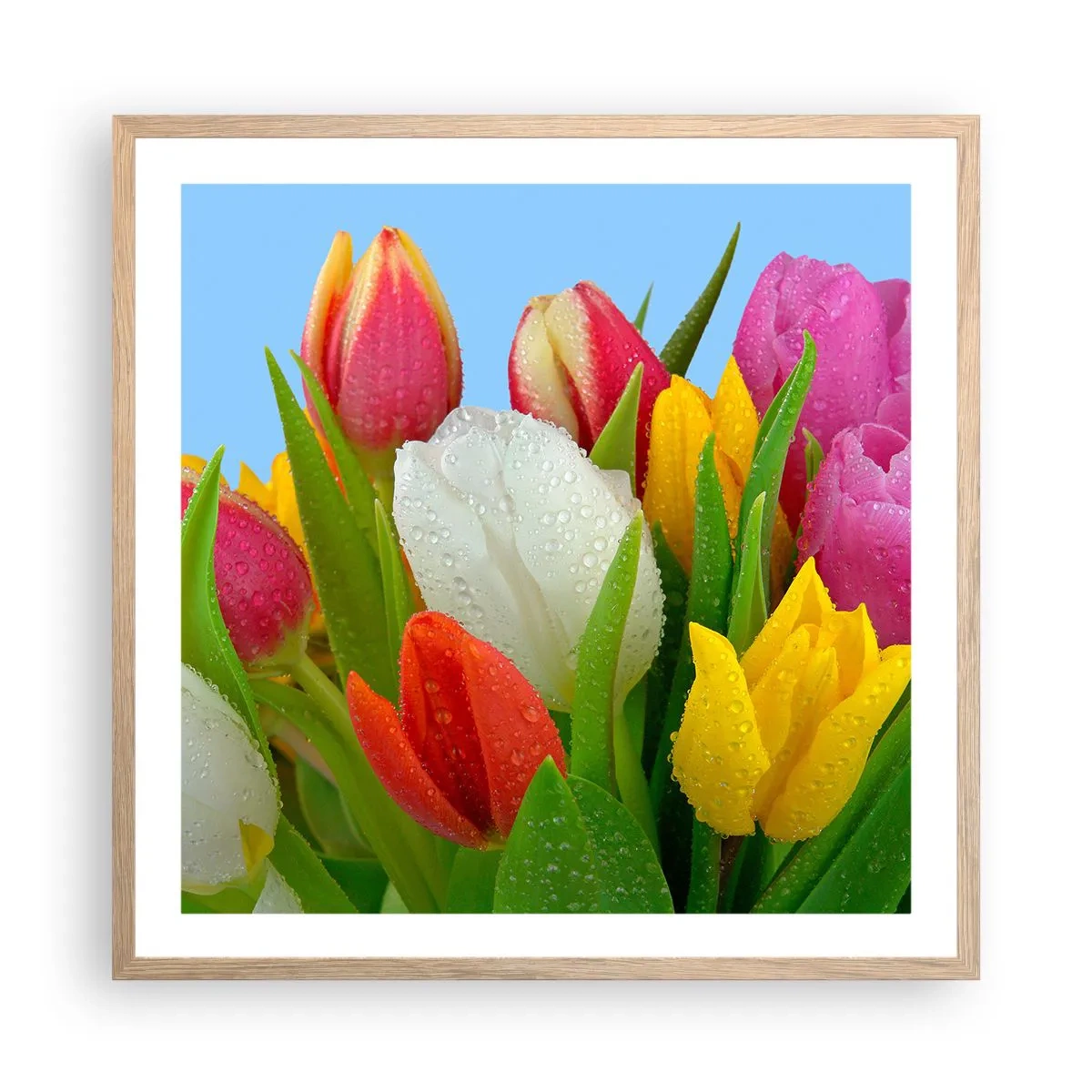 Pôster com moldura de carvalho claro - Arco-íris floral em gotas de orvalho - 60x60 cm