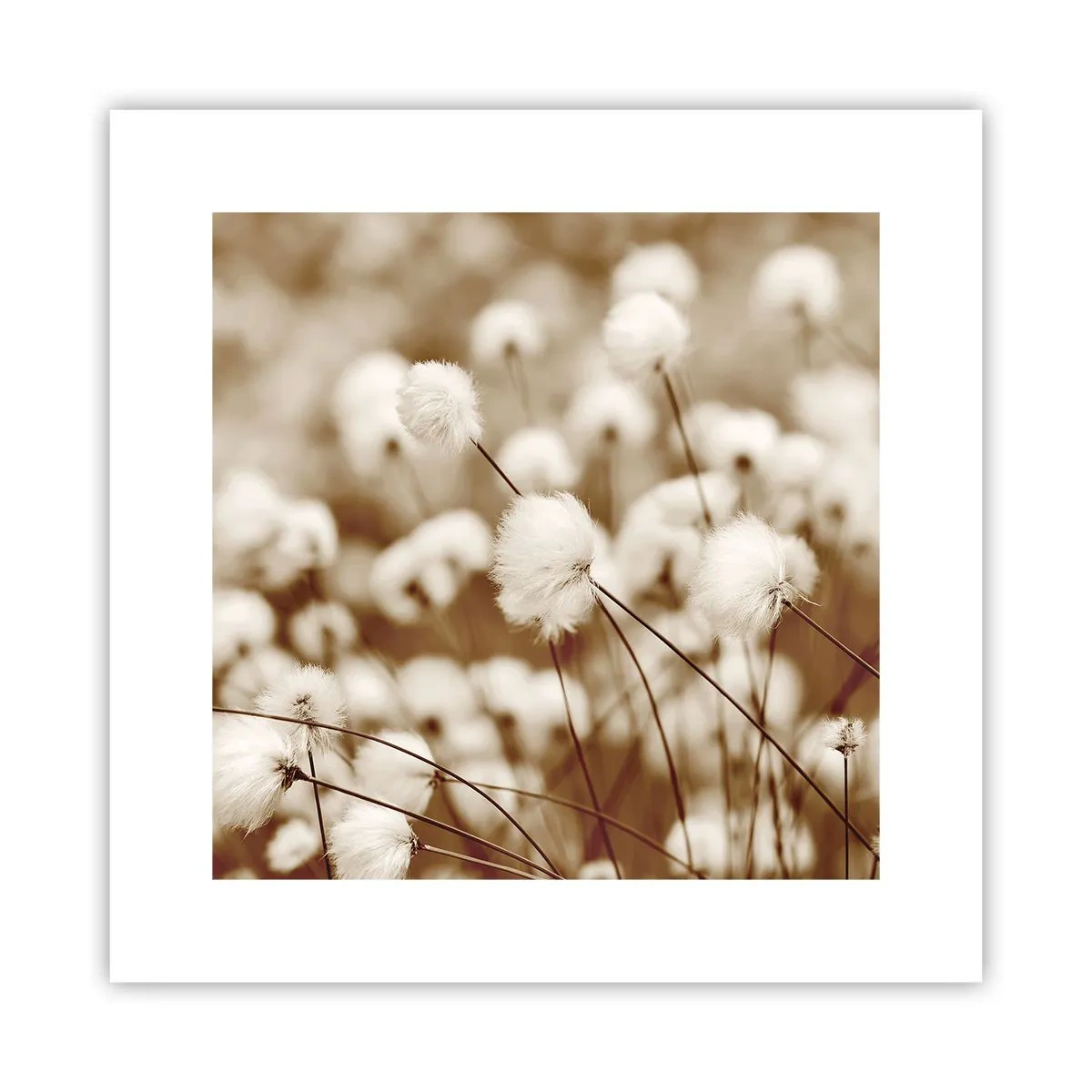 Pôster - Campos felpudos - 30x30 cm