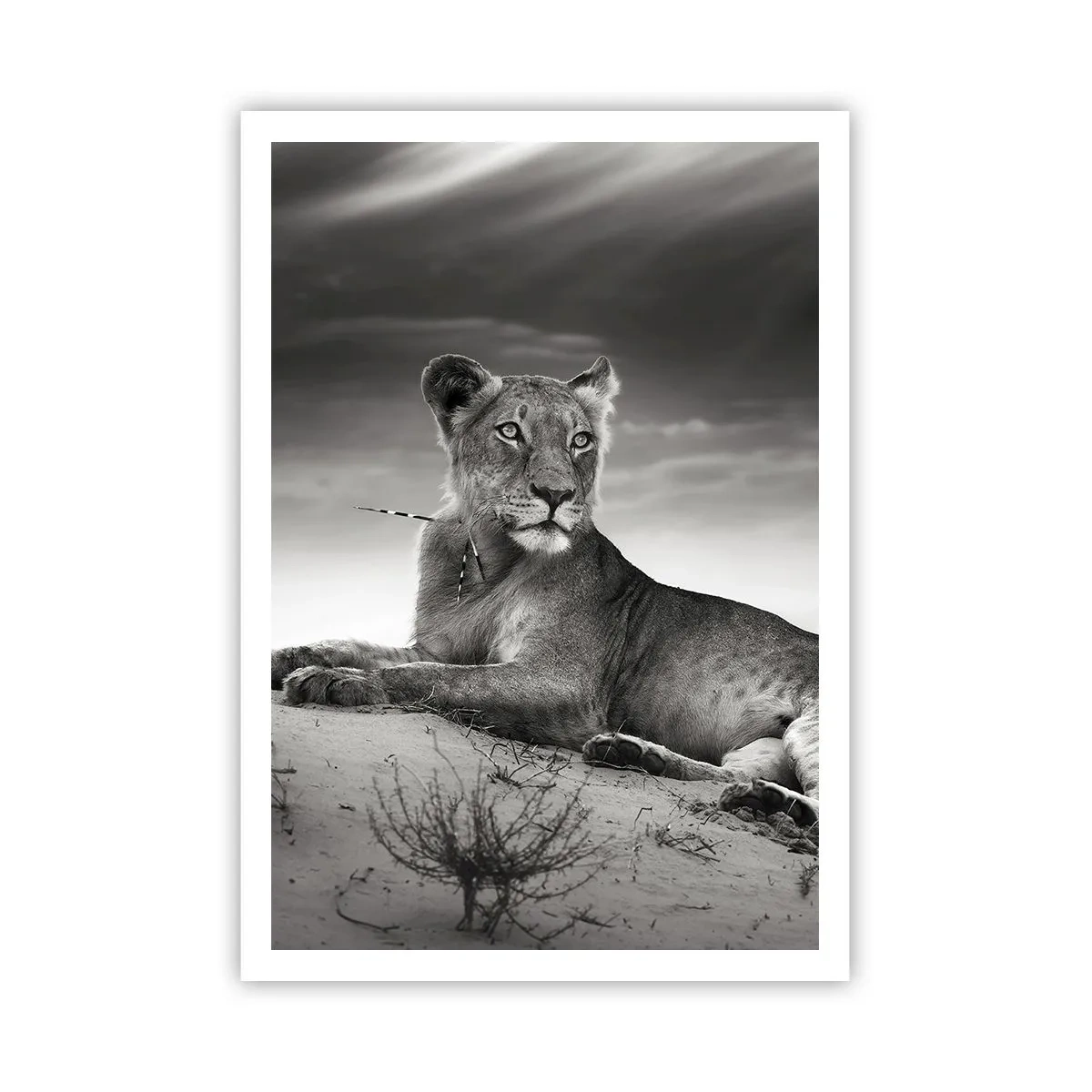 Pôster - Descanso da Rainha do Deserto - 70x100 cm