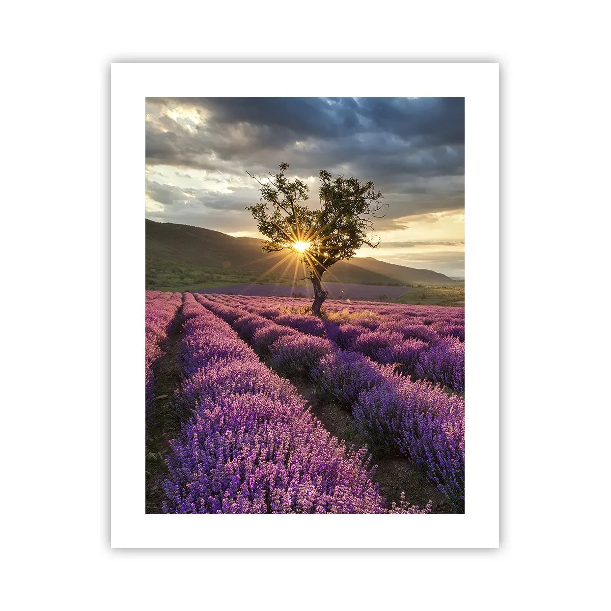 Pôster - Aroma lilás - 40x50 cm