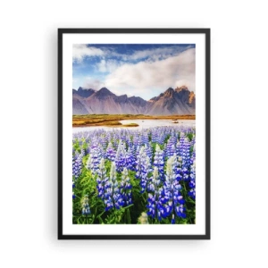 Pôster com moldura preta - Um campo de tremoços com montanhas ao fundo - 50x70cm - Força e severidade ao lado da suavidade - Decoração de parede moderna para a sala de estar e quarto ARTTOR