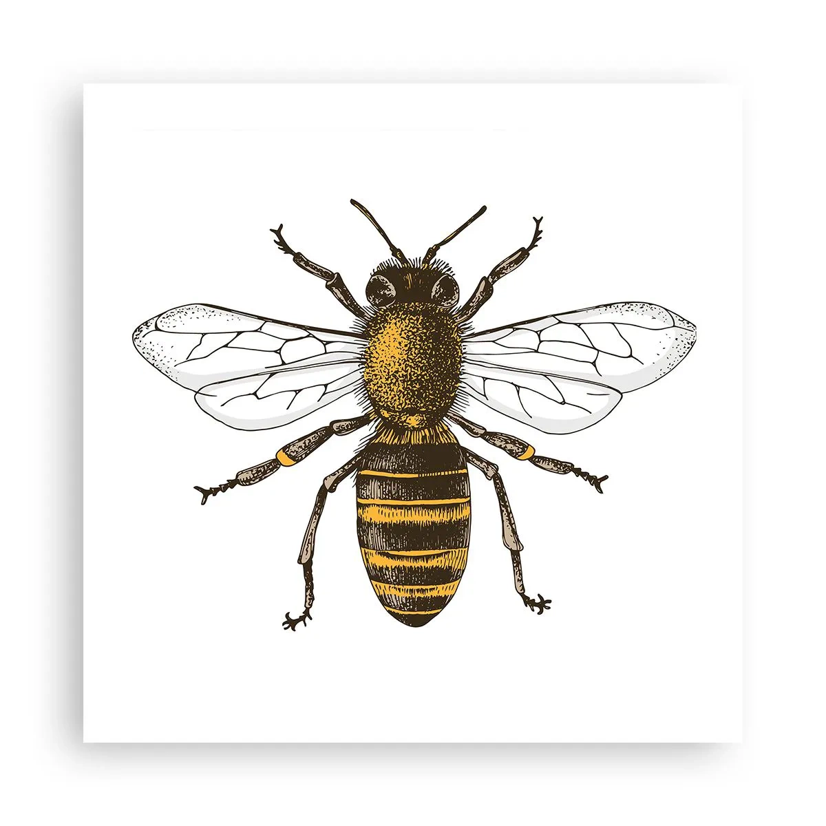 Pôster - Linda e boa - 50x50 cm