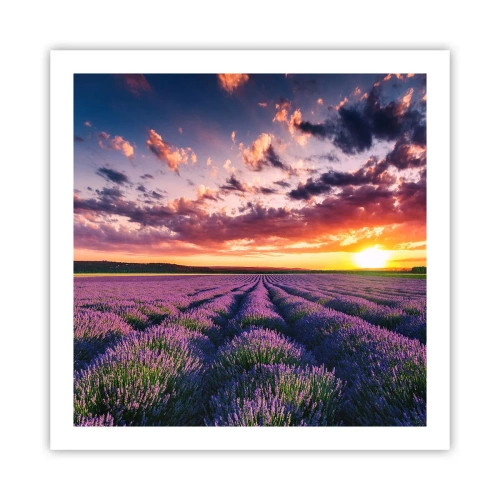 Pôster - O mundo da lavanda - 60x60 cm