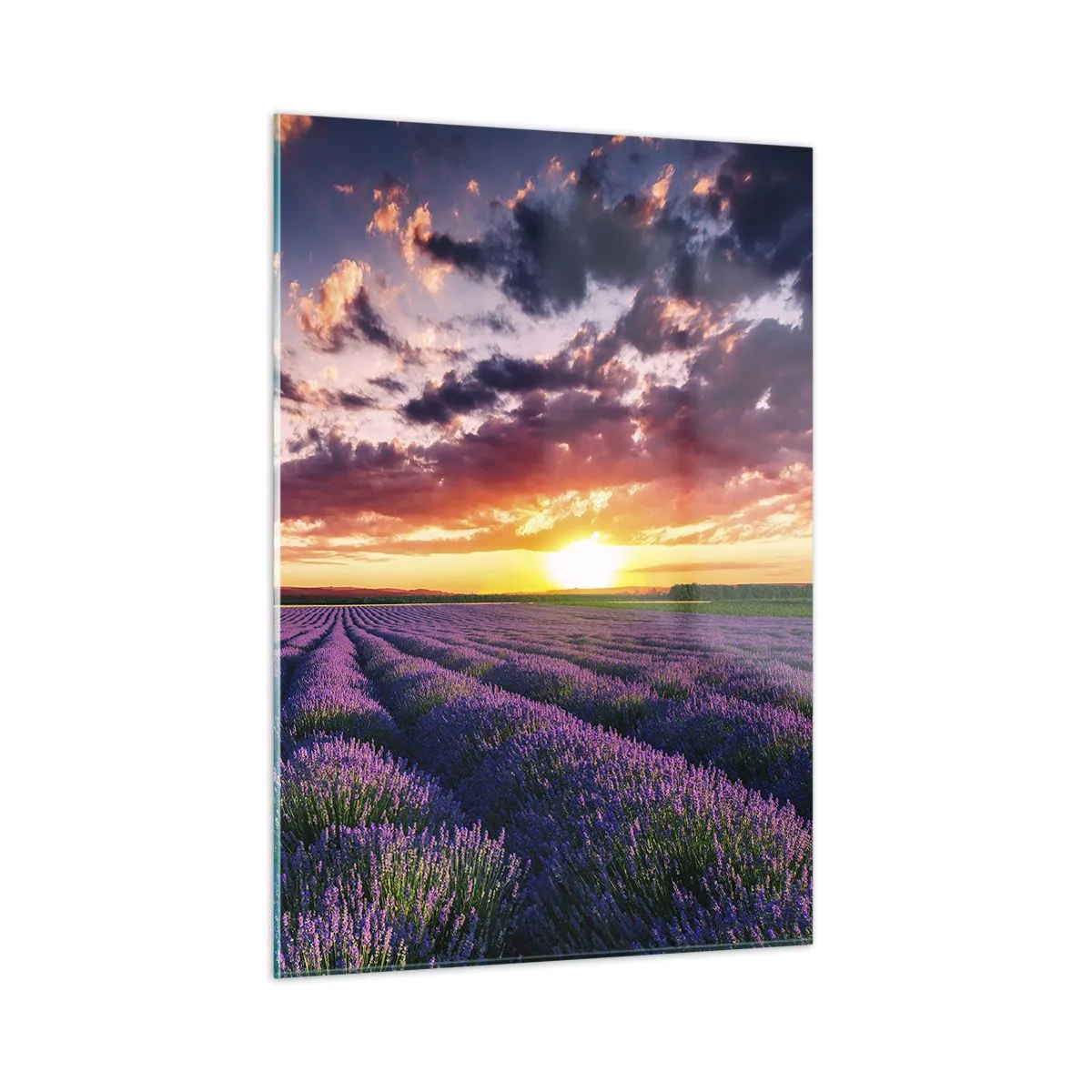 Quadro em vidro - O mundo da lavanda - 50x70 cm