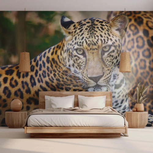 Papel de Parede Autocolante Deluxe Sticker - Selvagem e tranquilo - Animais, leopardo, África - 100x70 cm
