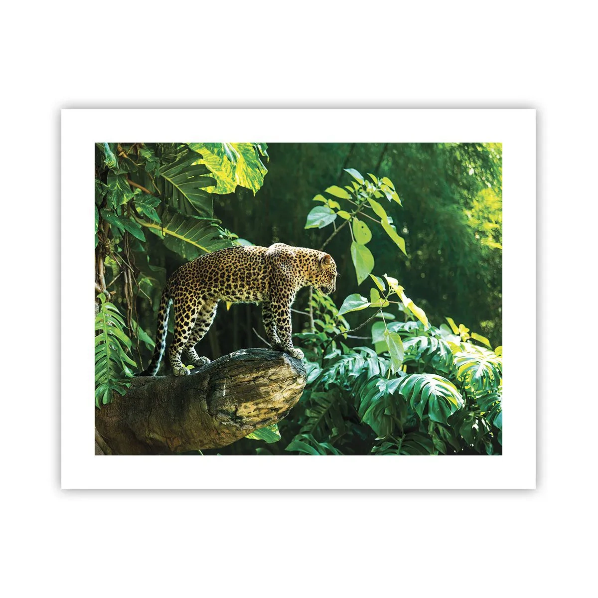 Pôster - Vamos caçar? - 50x40 cm
