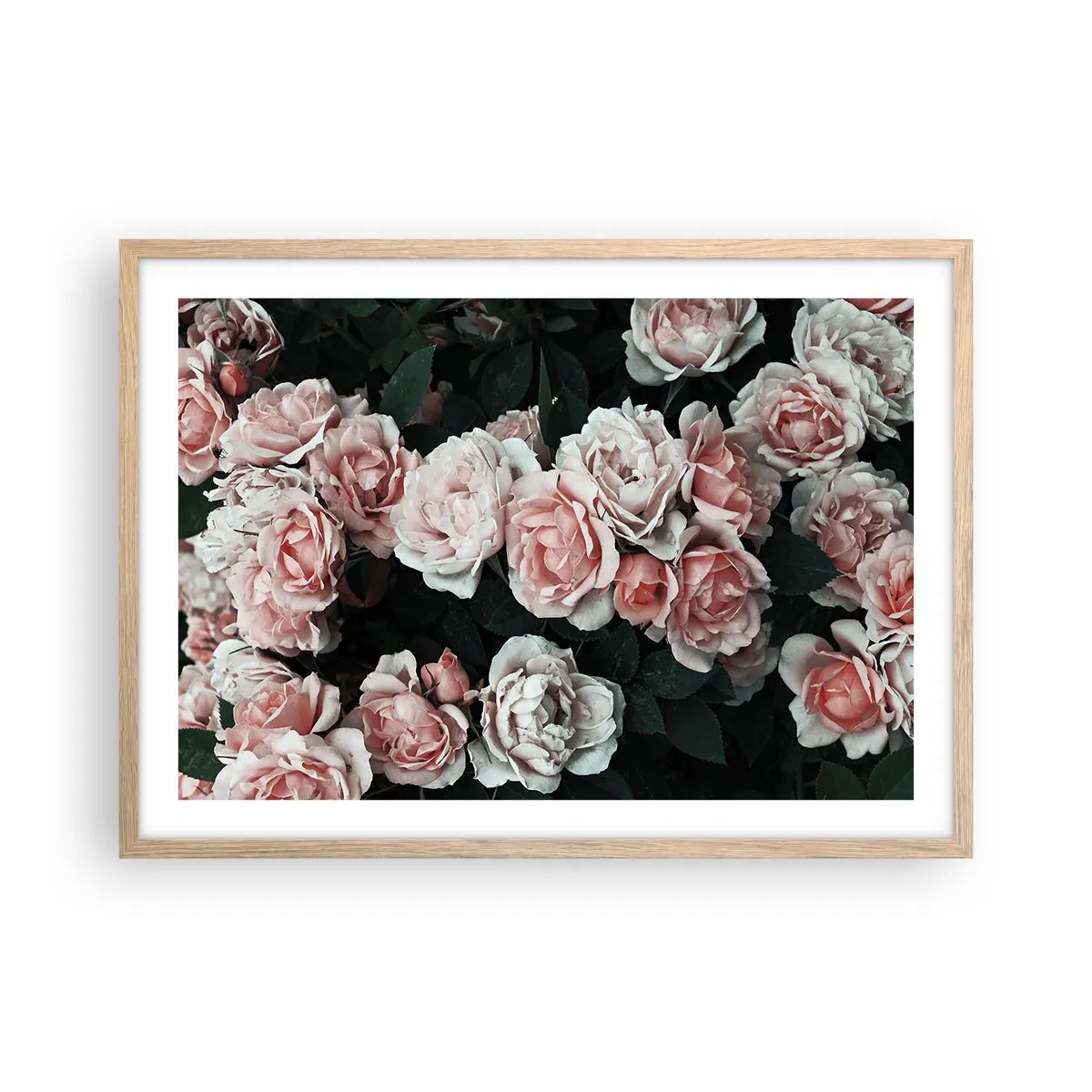 Pôster com moldura de carvalho claro - Conjuntos de rosas - 70x50 cm