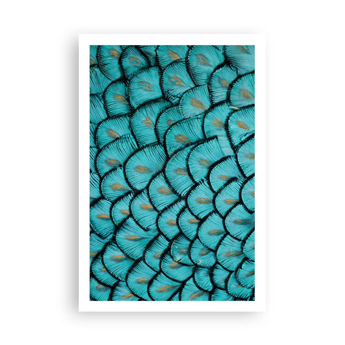 Pôster - A grande gala de penas - 61x91 cm