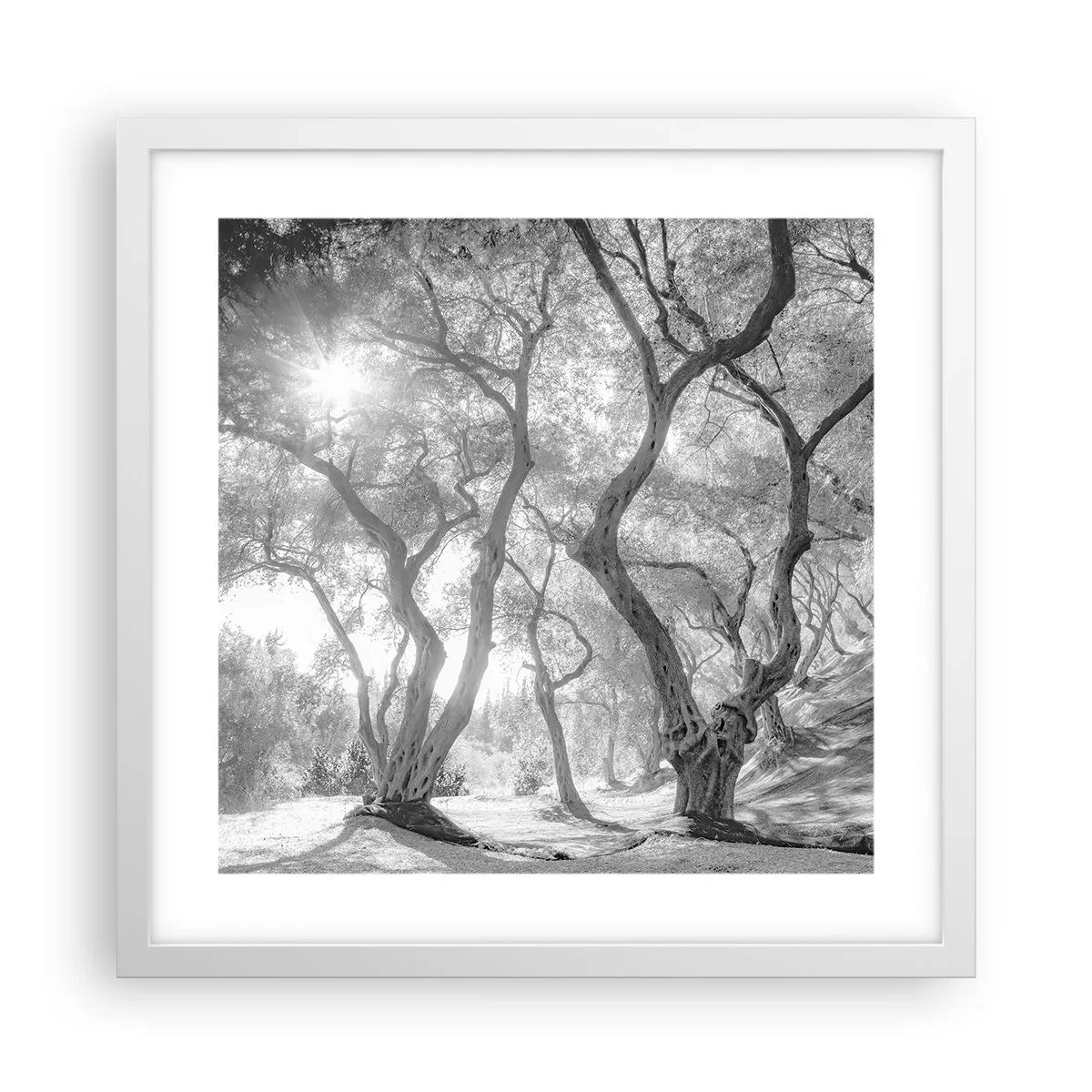 Pôster em moldura branca - No olival - 40x40 cm