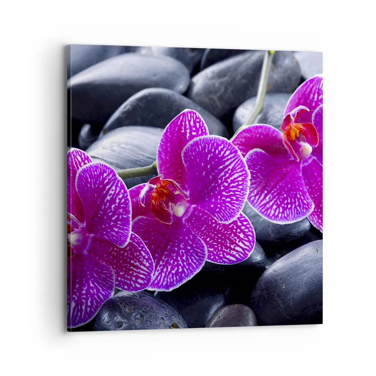 Quadro em tela - As pedras de iluminaram de deleite - 70x70 cm