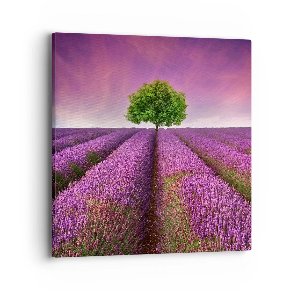 Quadro em tela - Nos campos de lavanda - 40x40 cm