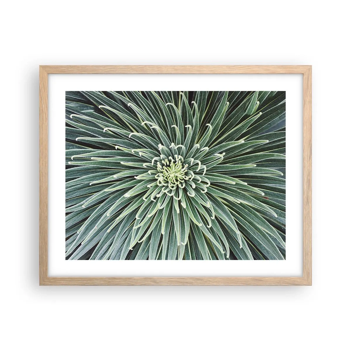 Pôster com moldura de carvalho claro - Nasce uma estrela - 50x40 cm