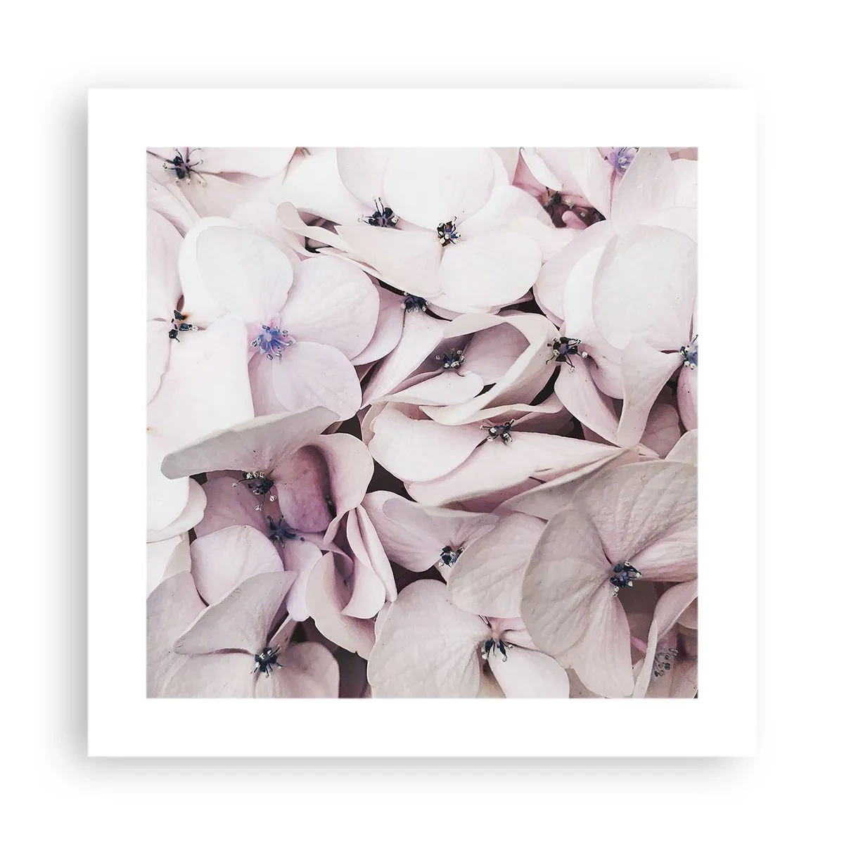 Pôster - Em uma inundação de flores - 40x40 cm