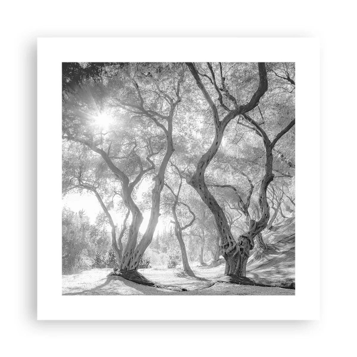 Pôster - No olival - 40x40 cm