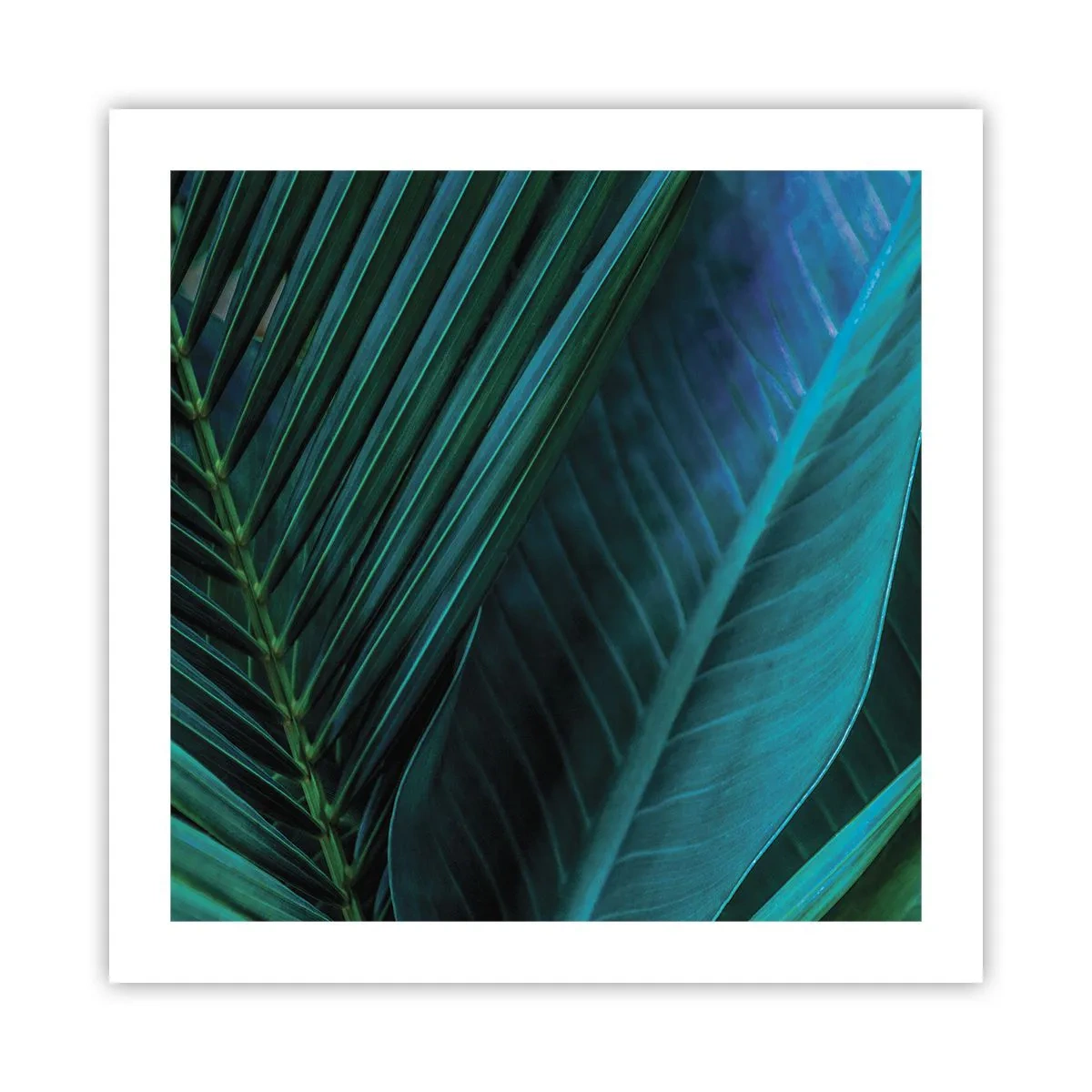 Pôster - Anatomia da vegetação - 50x50 cm