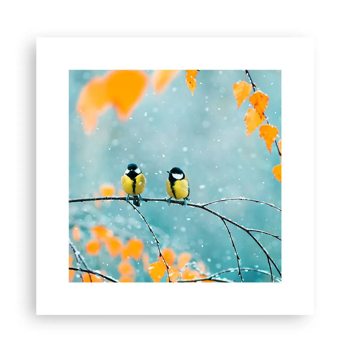 Pôster - Fofoca de pássaros - 30x30 cm