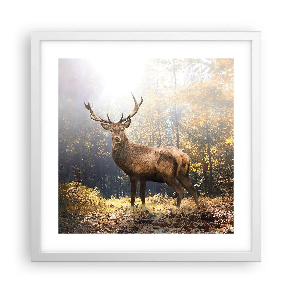 Pôster em moldura branca - Em plena majestade - 40x40 cm