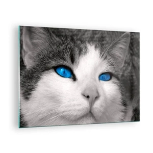 Quadro em vidro - Uma foto em preto e branco de um gato com olhos azuis intensos. - 70x50cm - Raridade de olhos azuis - Decoração de parede moderna para a sala de estar e quarto ARTTOR