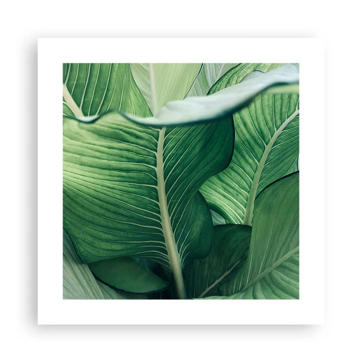 Pôster - Vida intensamente verde - 40x40 cm