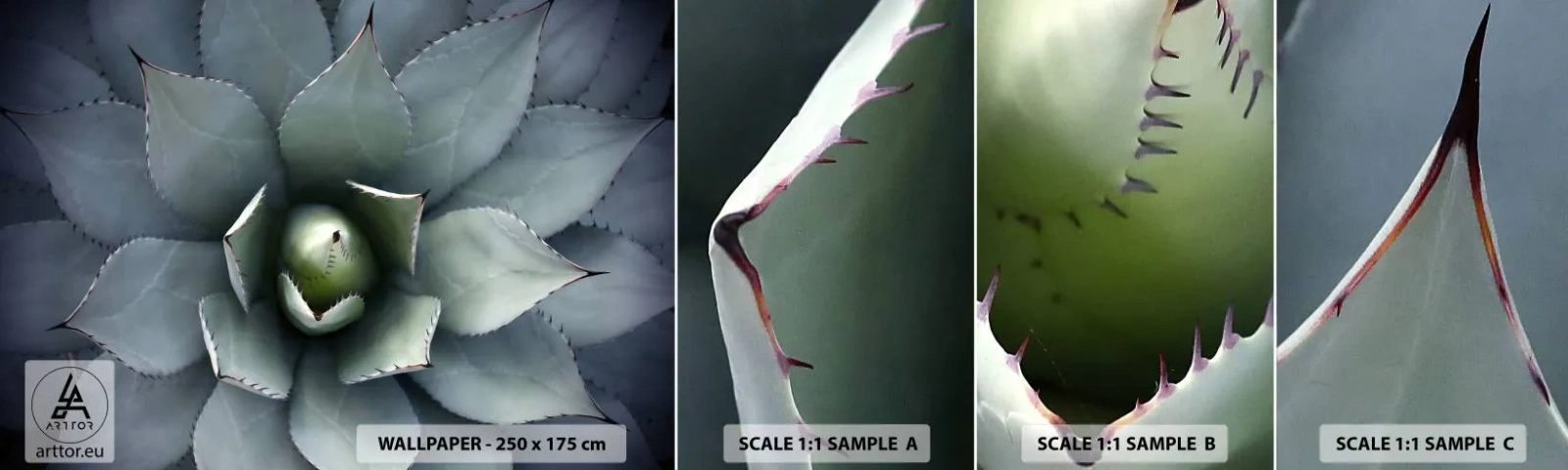 Amostra de Papel de Parede Standard Eco - Atrai e adverte - Flor de agave, Agave, Exotismo - 100x30 cm