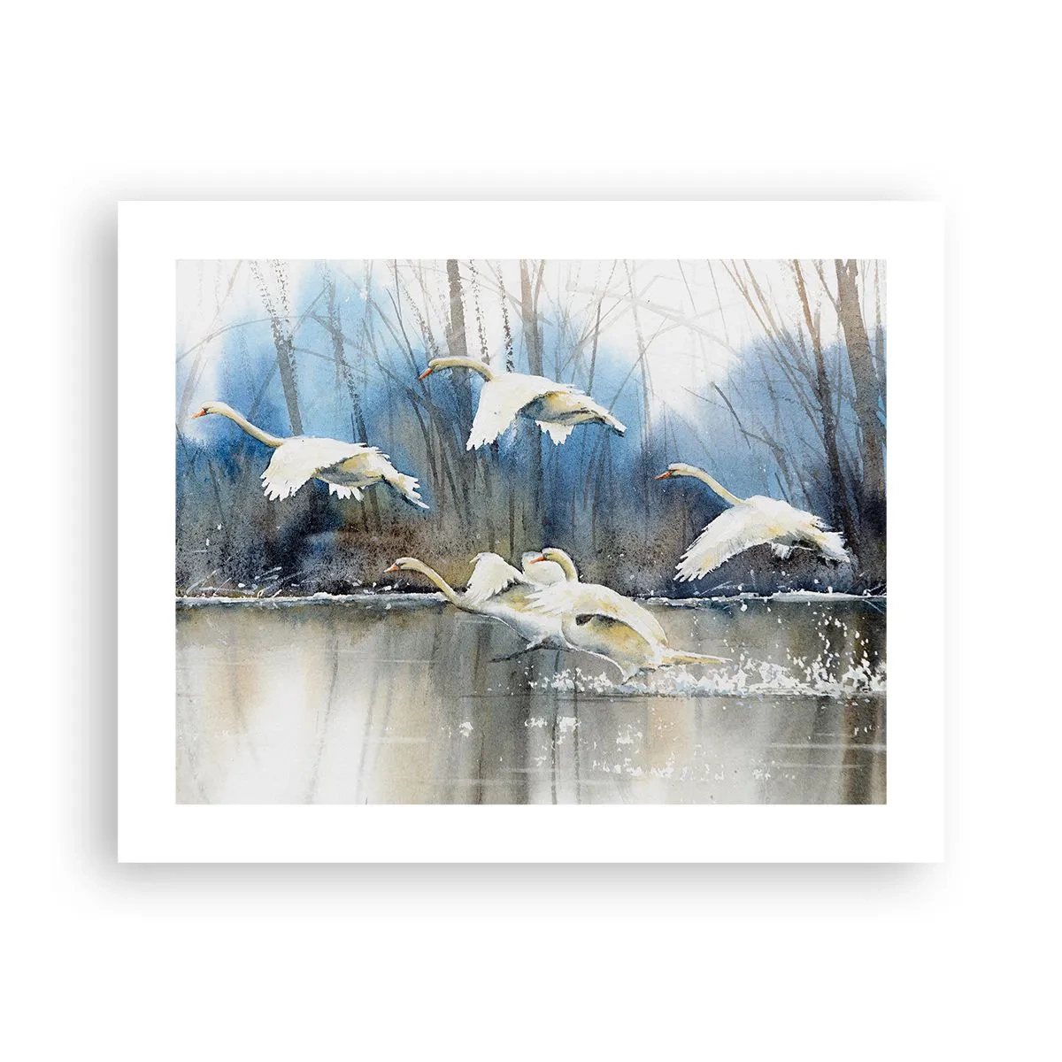 Pôster - Como no conto de fadas sobre cisnes selvagens - 50x40 cm