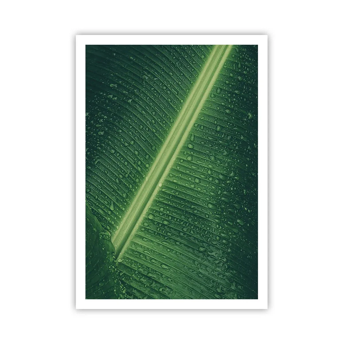 Pôster - A estrutura da vegetação - 70x100 cm
