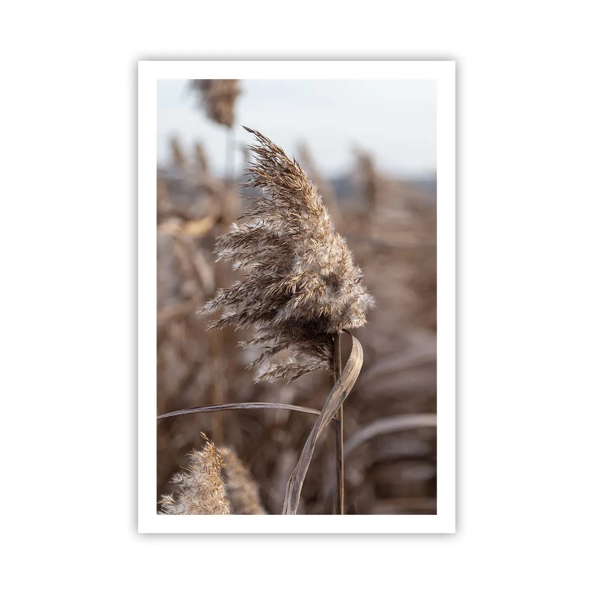 Pôster - É hora de voar com o vento - 61x91 cm