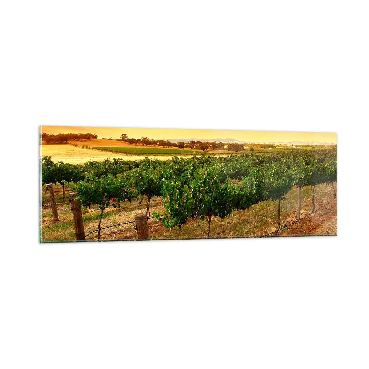 Quadro em vidro - Sede de sol - 90x30 cm