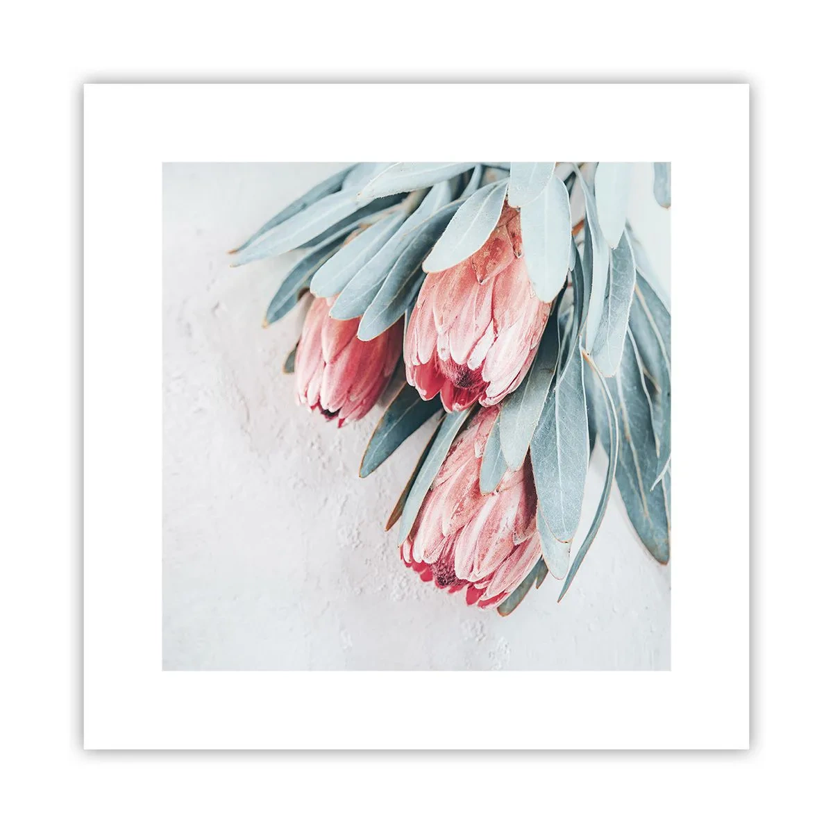 Pôster - Envergonhadas da sua própria beleza - 30x30 cm