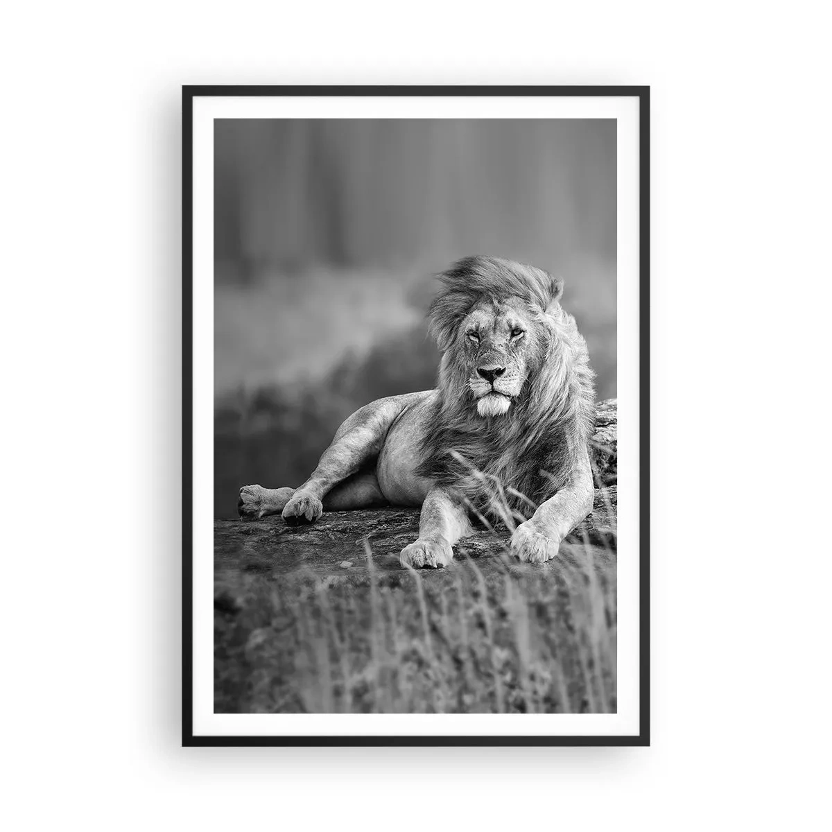 Pôster com moldura preta - Sesta real - 70x100 cm