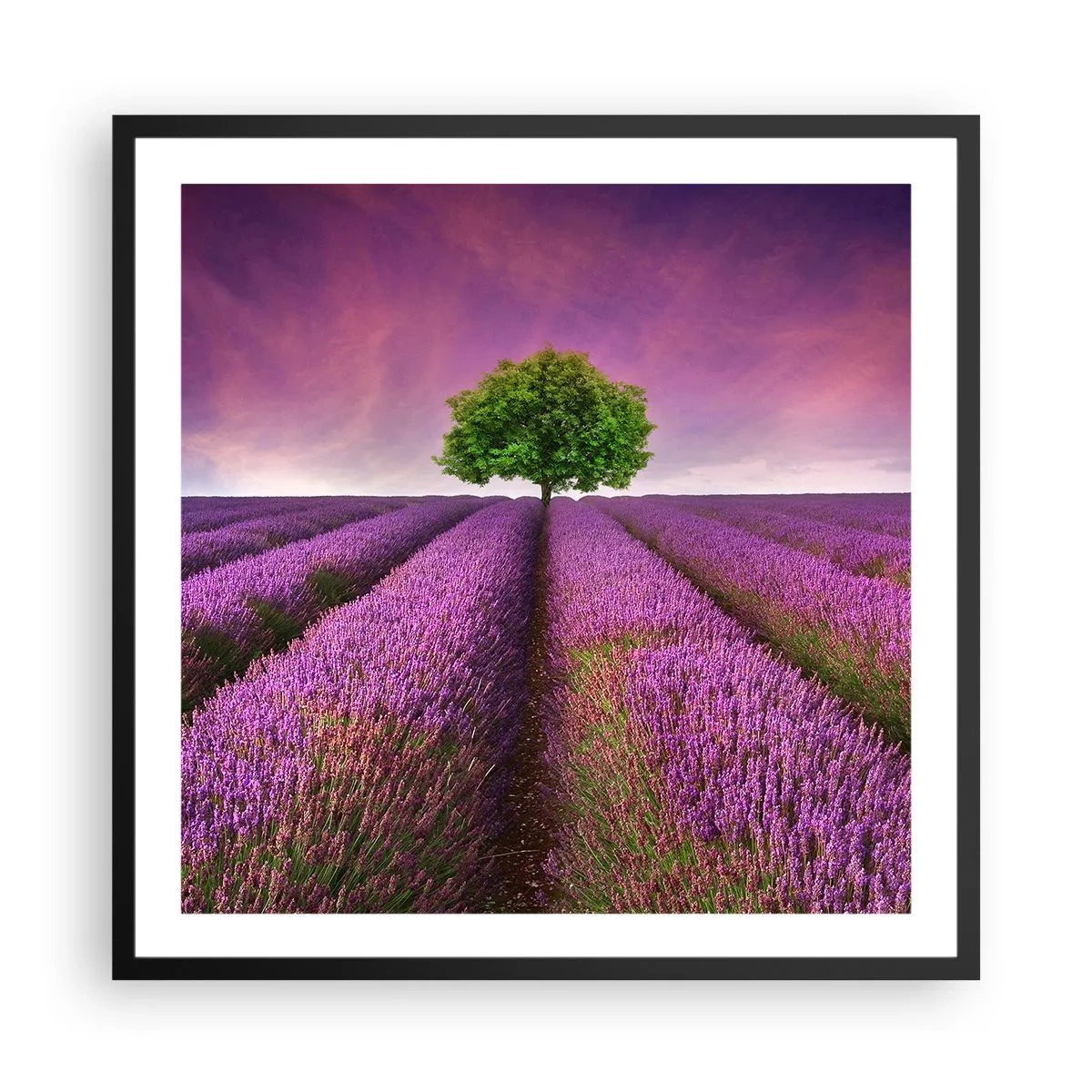 Pôster com moldura preta - Nos campos de lavanda - 60x60 cm