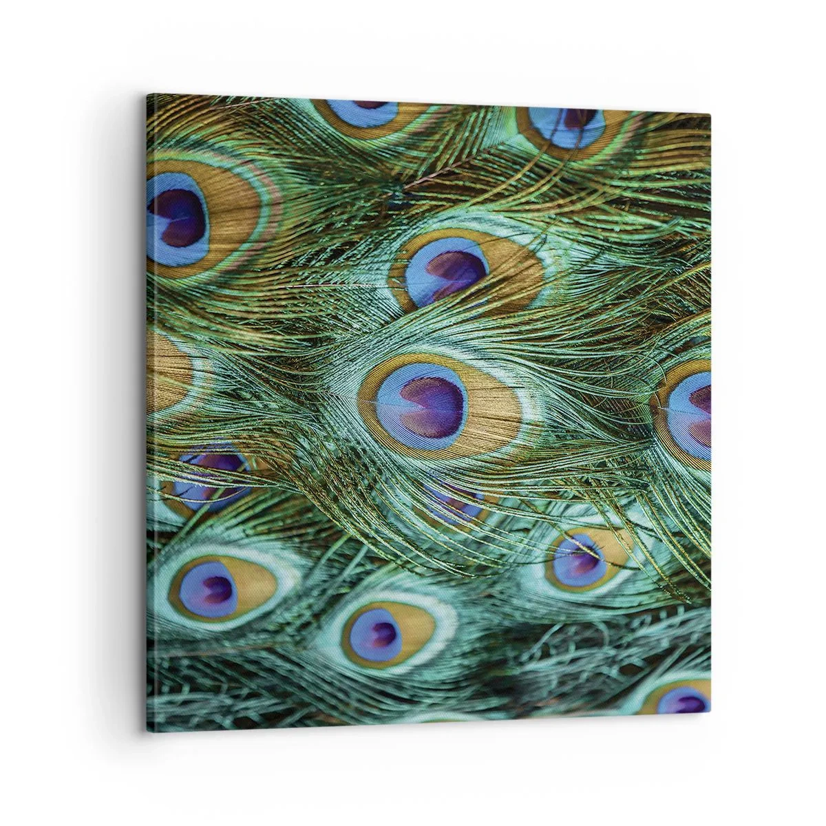 Quadro em tela - Um olhar de pavão - 60x60 cm