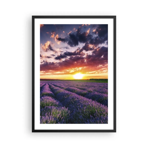 Pôster com moldura preta - Campo de lavanda ao pôr do sol - 50x70cm - O mundo da lavanda - Decoração de parede moderna para a sala de estar e quarto ARTTOR