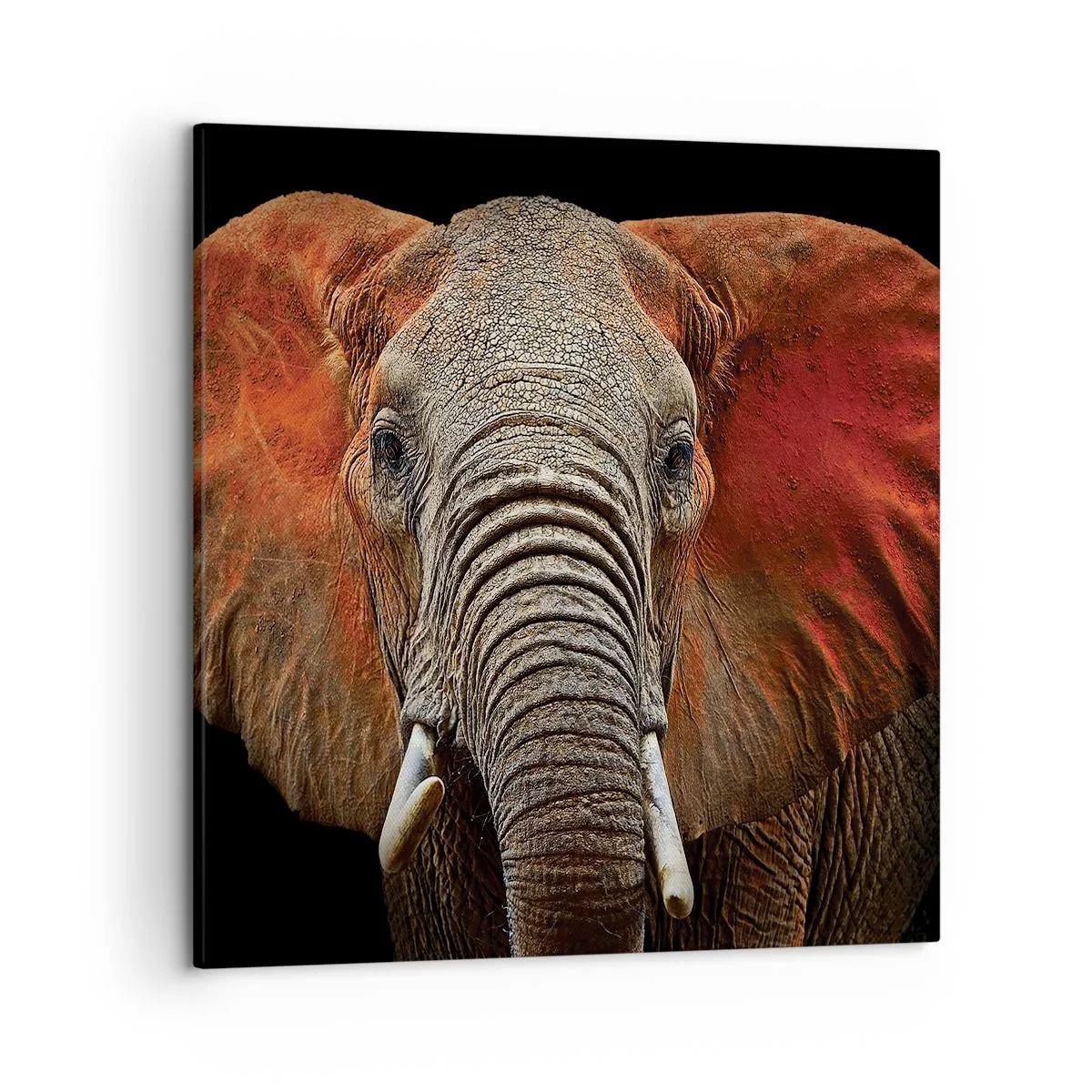 Quadro em tela - Eu sou selvagem, e você? - 50x50 cm