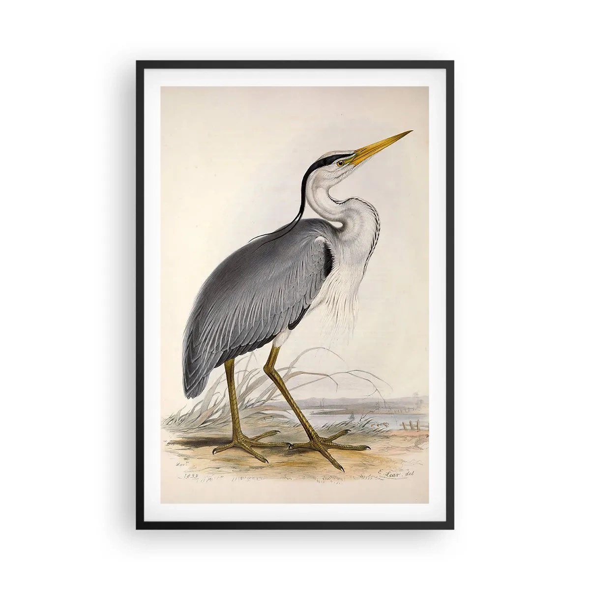 Pôster com moldura preta - Graça de garça - 61x91 cm