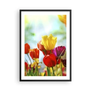 Pôster com moldura preta - Tulipas coloridas ao sol - 50x70cm - Todas as cores do sol - Decoração de parede moderna para a sala de estar e quarto ARTTOR