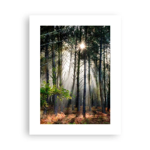 Pôster - Uma área florestal - 30x40 cm