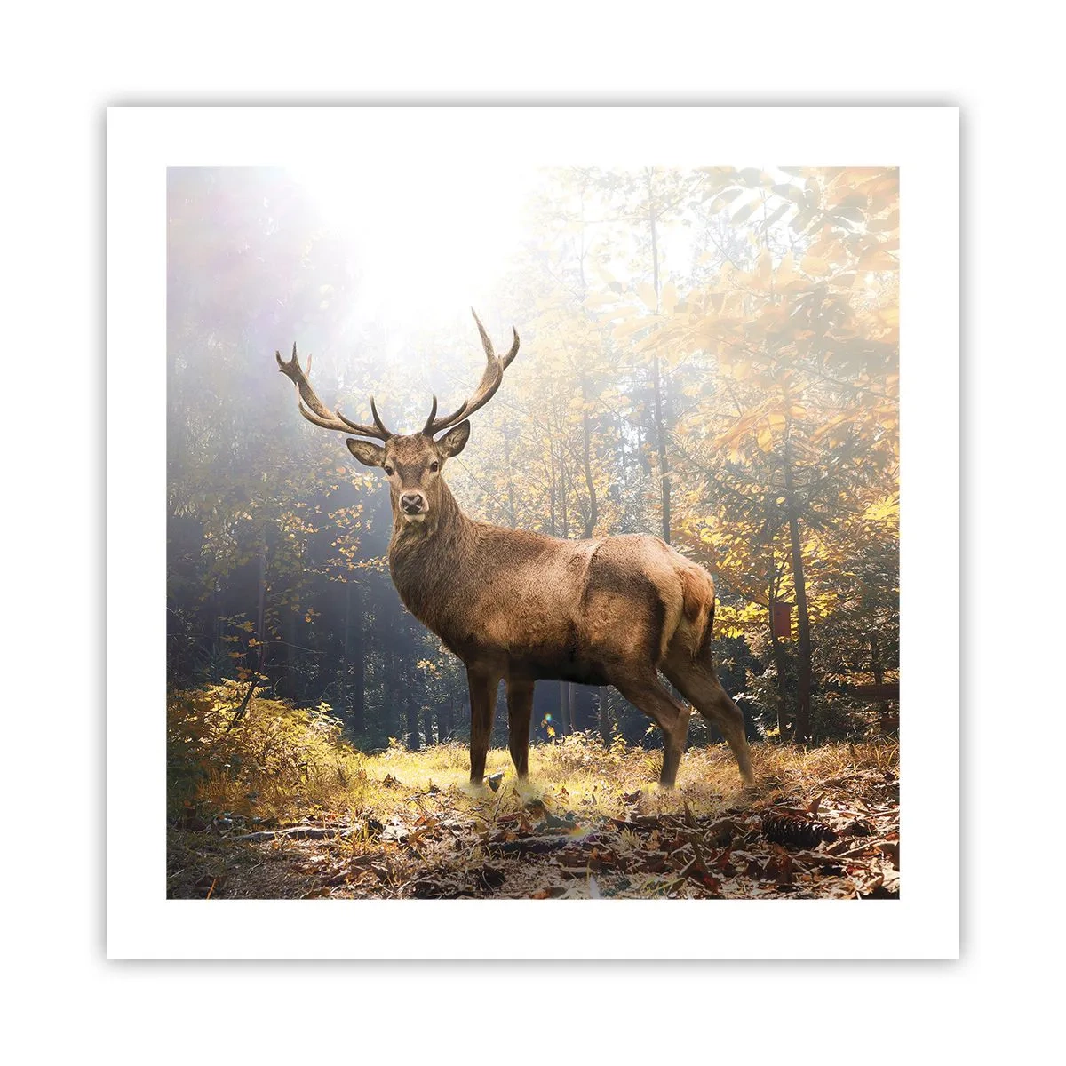 Pôster - Em plena majestade - 50x50 cm