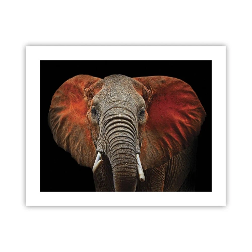 Pôster - Eu sou selvagem, e você? - 50x40 cm