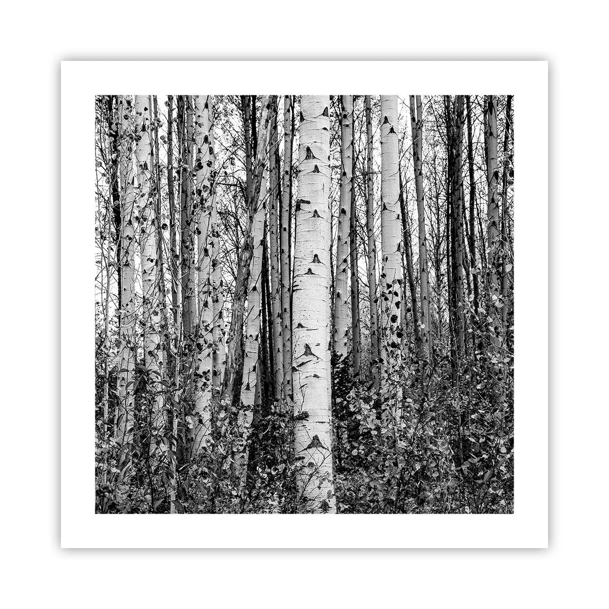 Pôster - Colunata de bétula - 50x50 cm