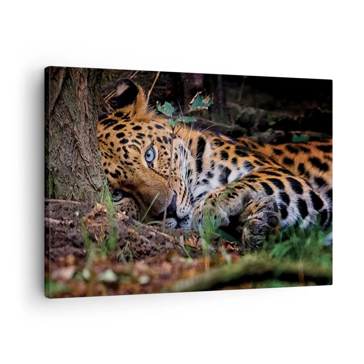 Quadro em tela - Um leopardo deitado na sombra das árvores - 70x50cm - Confie em mim - Decoração de parede moderna para a sala de estar e quarto ARTTOR